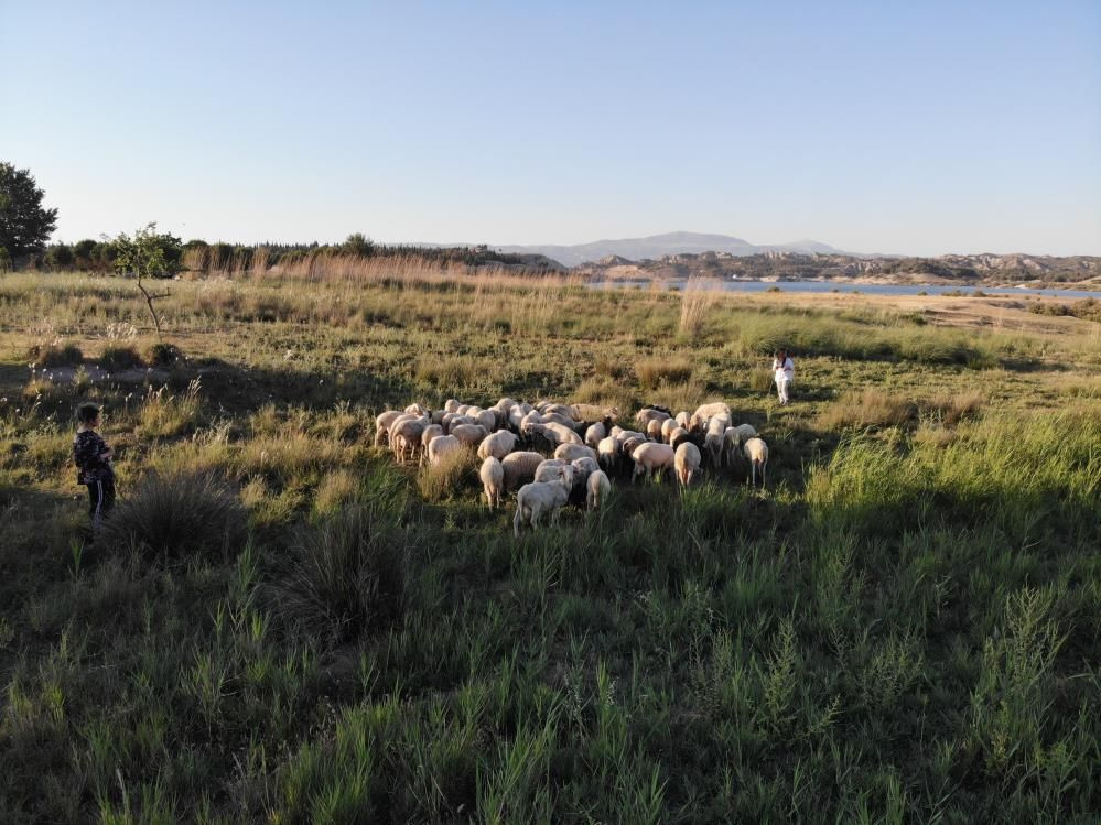 Denizli'de Birleşmiş Milletler gibi aile! Çobanlık yapan baba ve iki kızının hikayeleri çok farklı