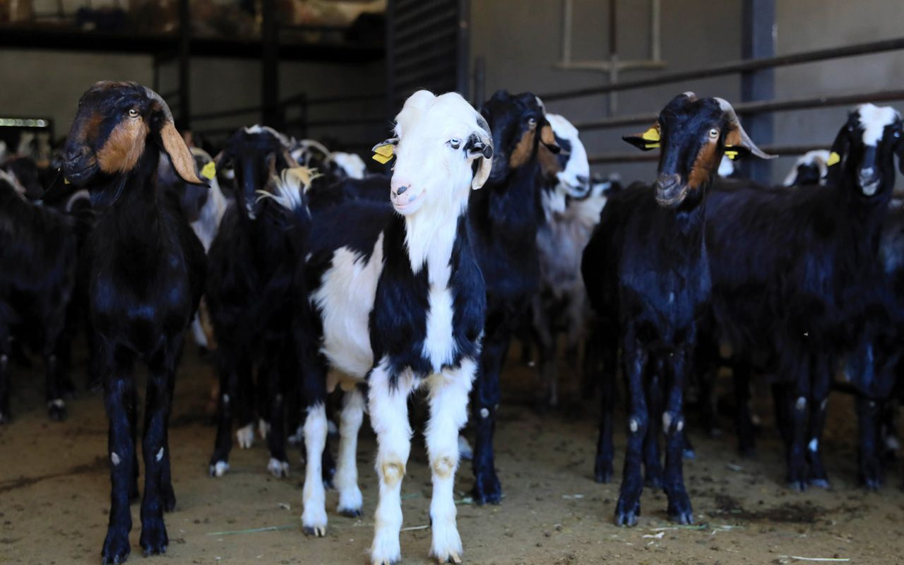 20 keçiyle başladı sayıları arttı! İşini bıraktı Antalya'da üretiyor fiyatına rağmen yok satıyor