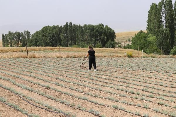 Bankacılığı bıraktı Ankara'da bu işe başladı! Tanesini 1 TL'ye satıyor