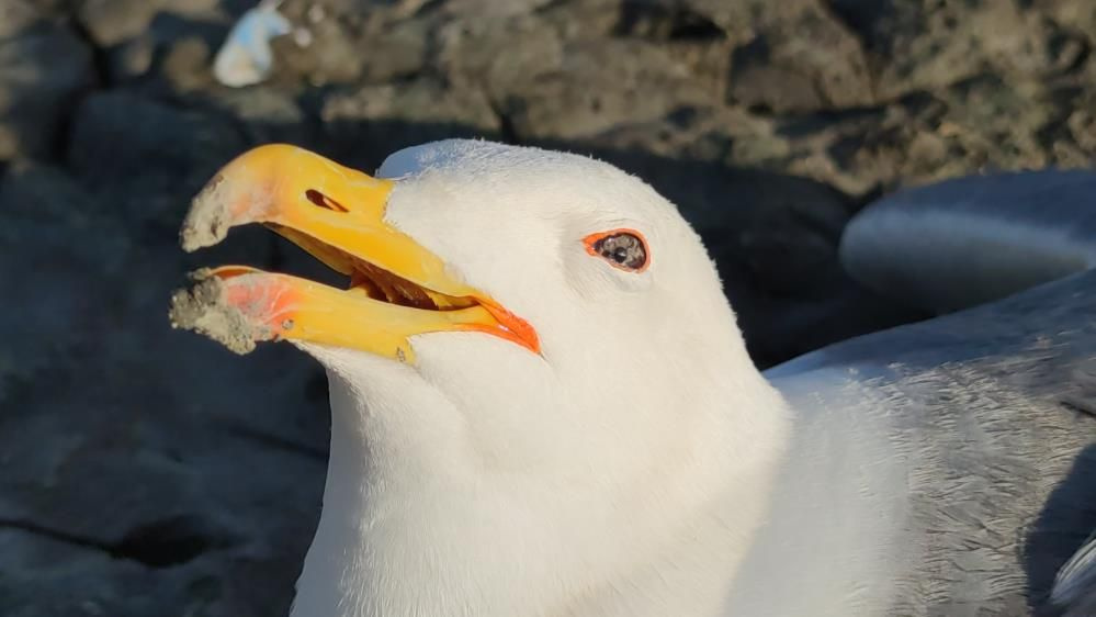 Van Gölü'nde toplu martı ölümleri! Bu yıl erken başladı iki nedenden biri dikkat çekti