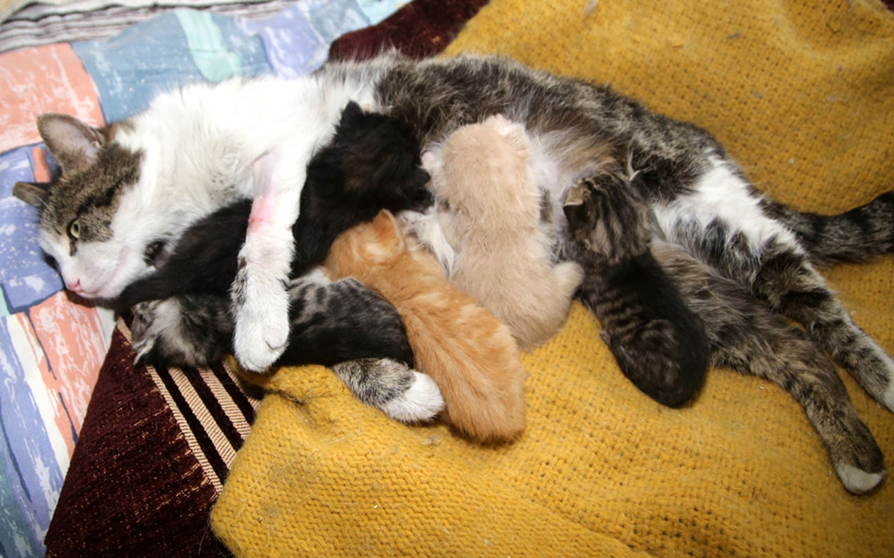 Kastamonu'da yavruları ölen kedi annelerini kaybeden yavrulara kucak açtı