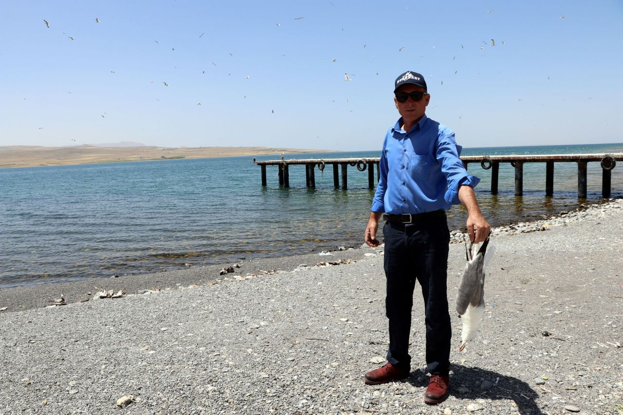 Van Gölü'nde toplu martı ölümleri! Bu yıl erken başladı iki nedenden biri dikkat çekti