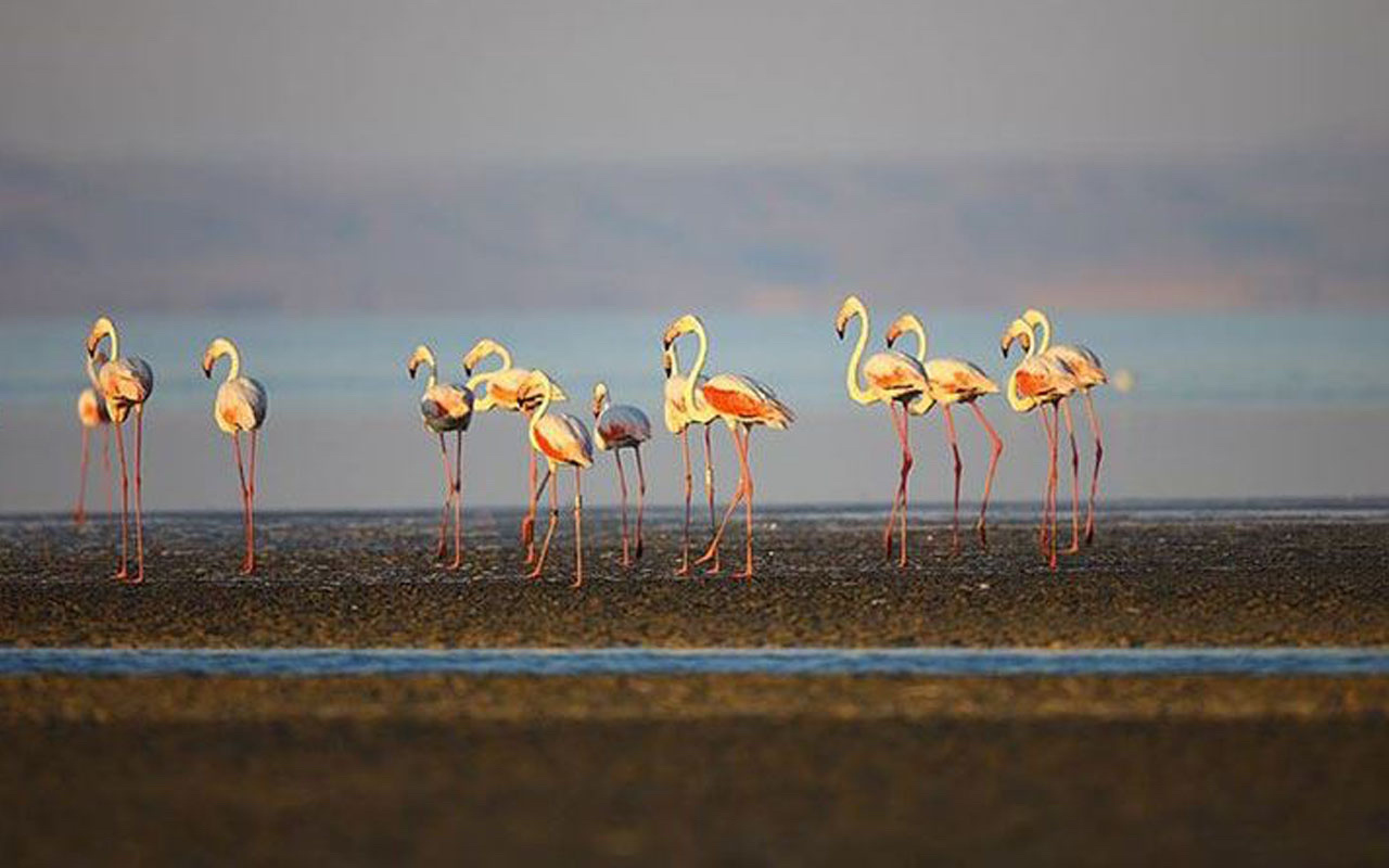 Tuz Gölü'nde flamingo katliamı! Konya Valiliği soruşturma başlatıldığını duyurdu