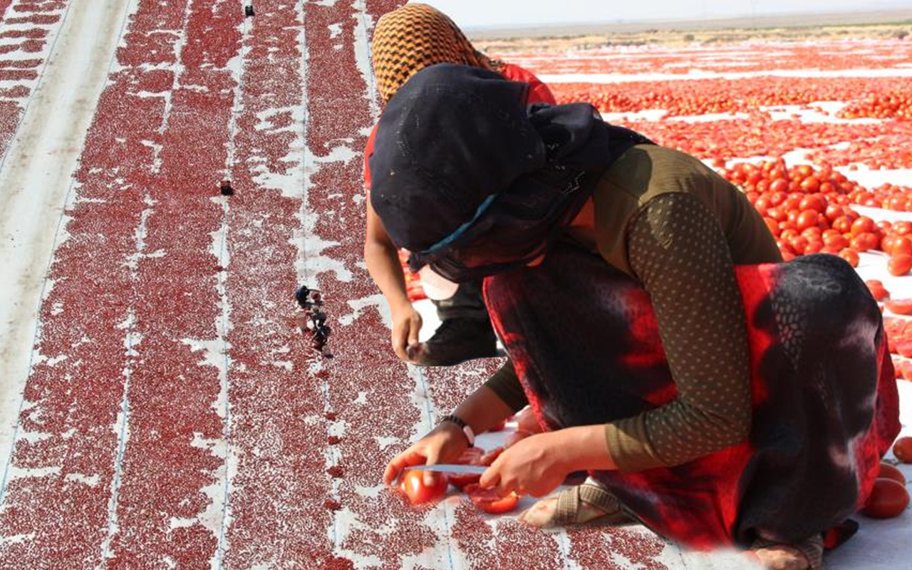 Diyarbakır'da çöpe gidiyordu şimdi İtalya Almanya Fransa ABD'ye satılıyor