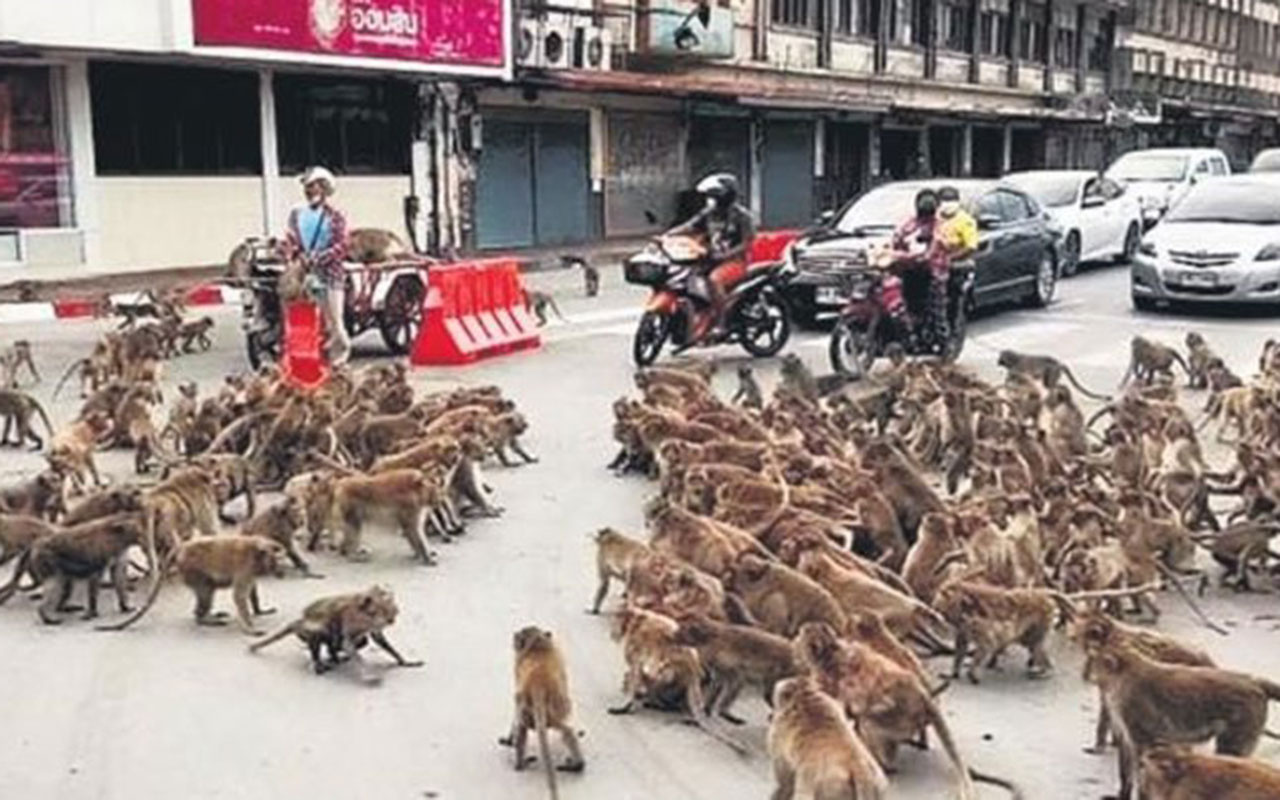 Koronavirüs sokakları boşalttı Tayland maymunlar cehennemine döndü!