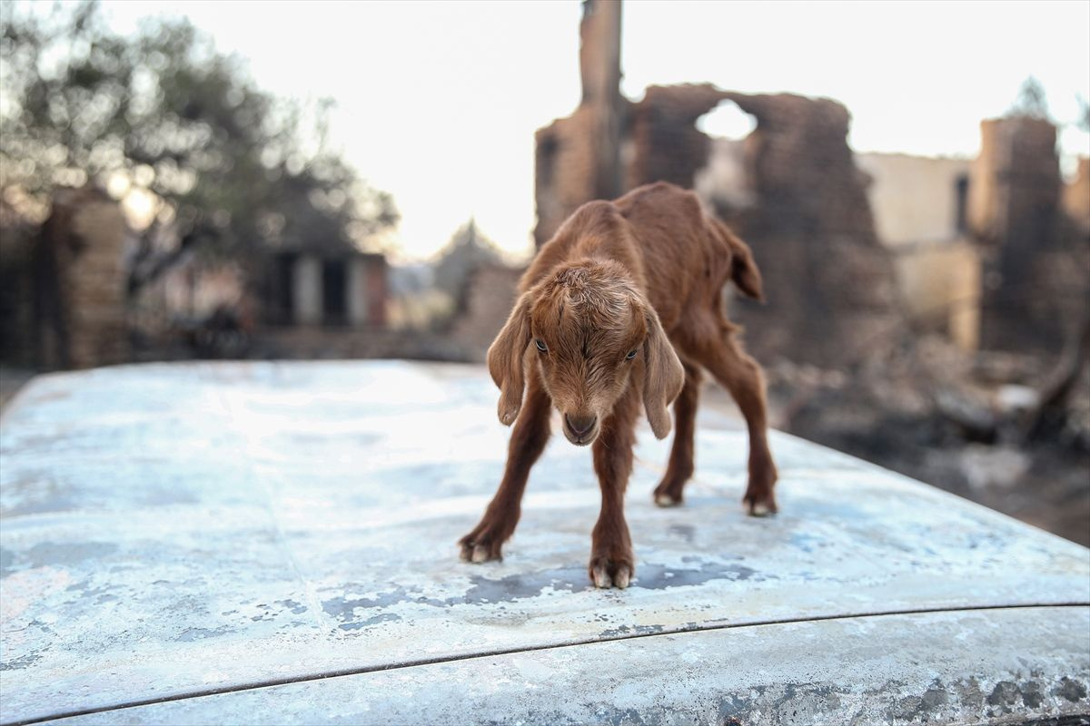 Antalya'daki yangında oğlak sahibini şaşırttı! 'Mucize' adını verdi: Tek tesellimiz oldu