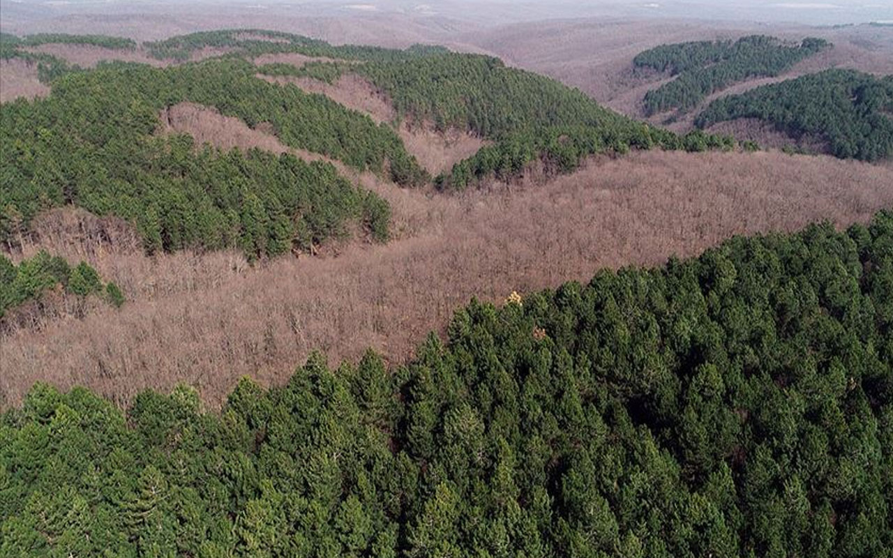 Tunceli'de ormanlık alanlara giriş çıkışlar 30 gün yasaklandı