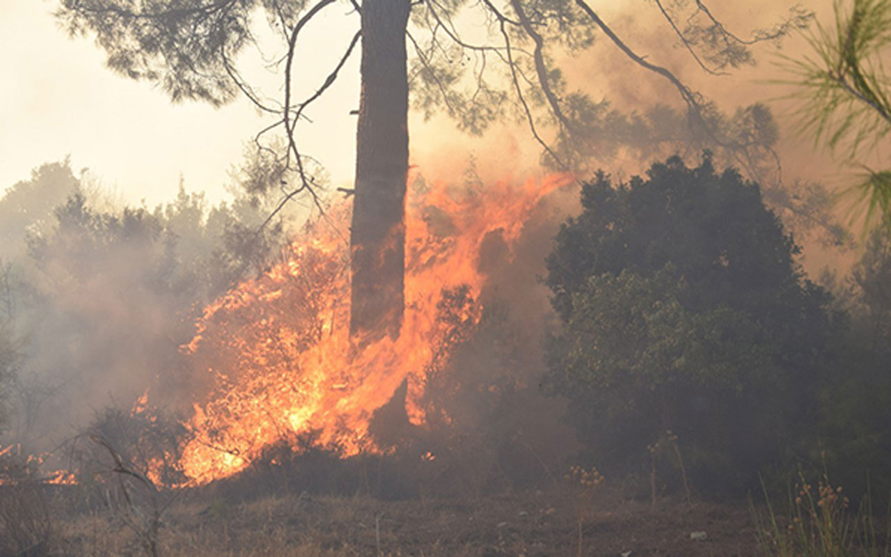 Antalya'nın Kemer ilçesinde 3 alanda başlayan orman yangını söndürüldü