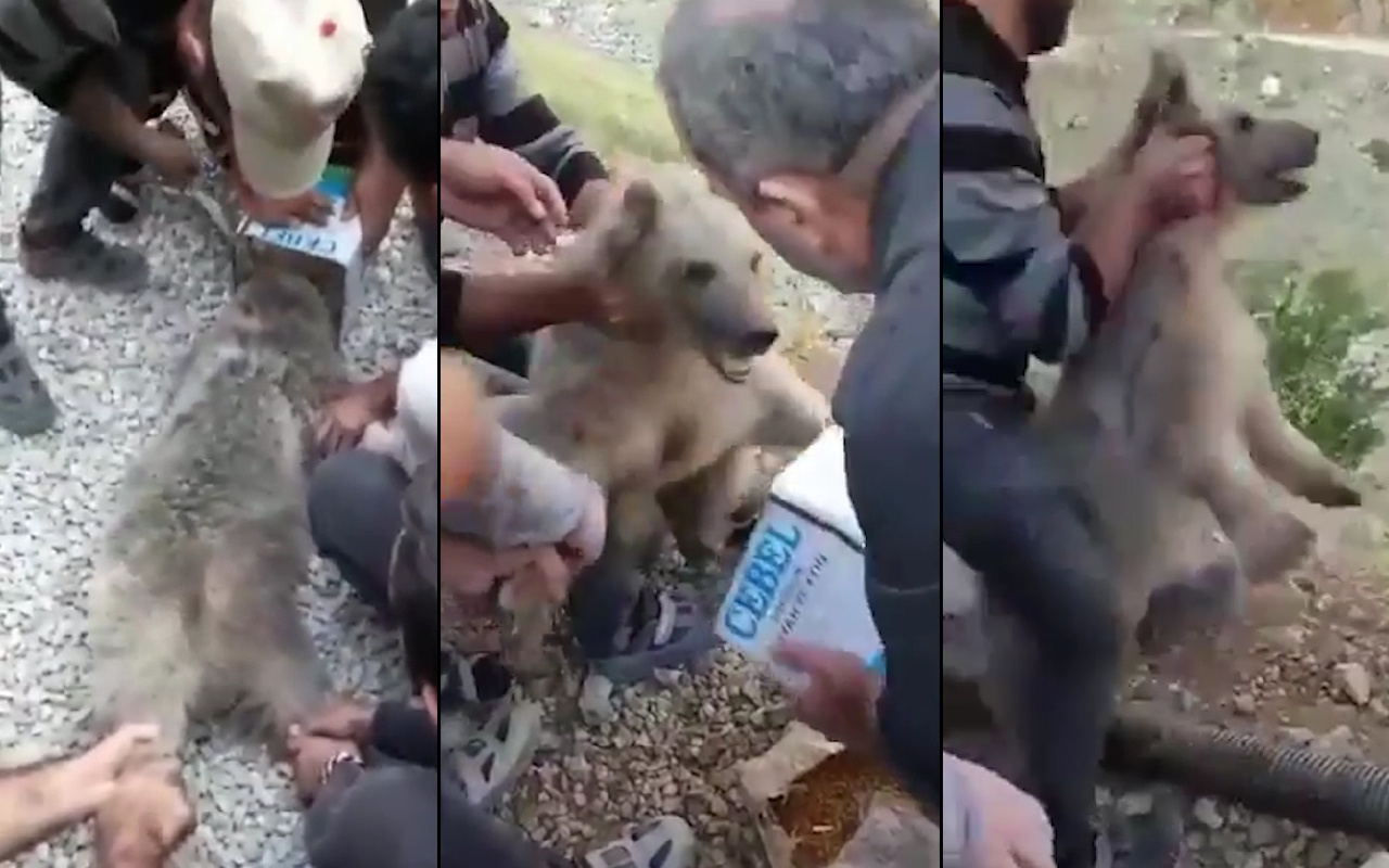 Böyle kurtarma operasyonu görülmedi! Hakkari'de yavru ayı neye uğradığını şaşırdı