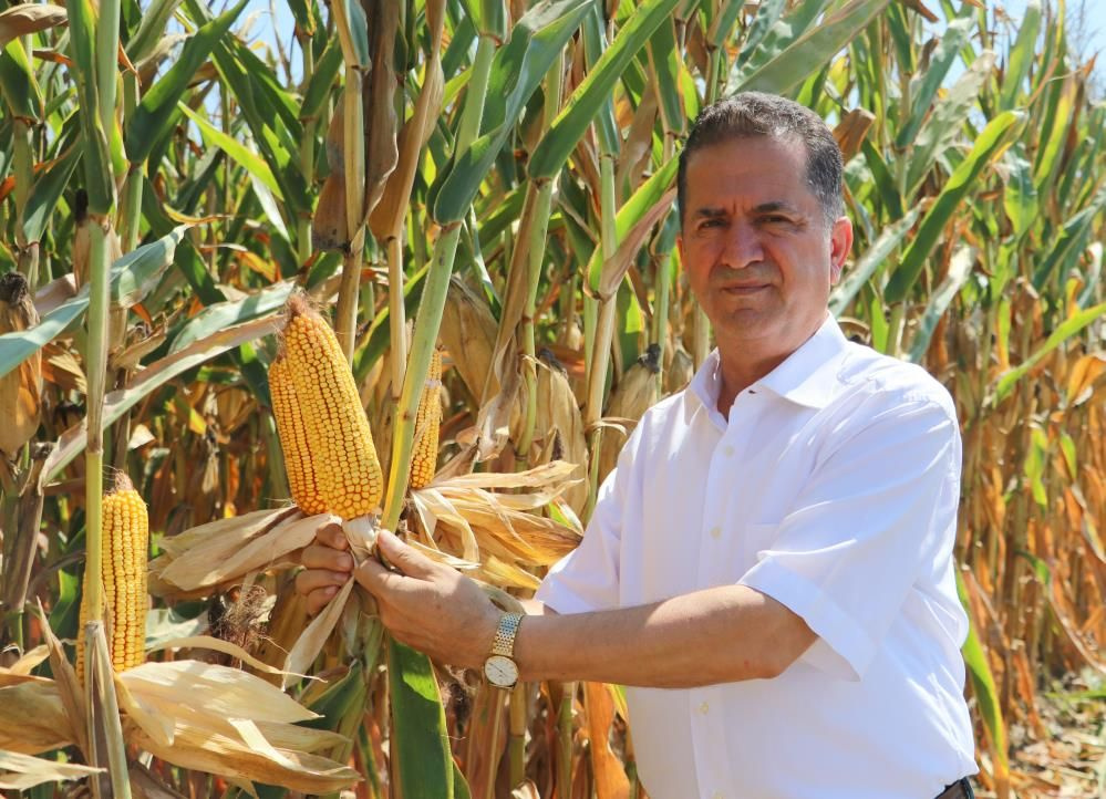 'Sarı altın' deniyor Adana'da hasat başladı! Üretici mısır fiyatlarında o rakamı istiyor