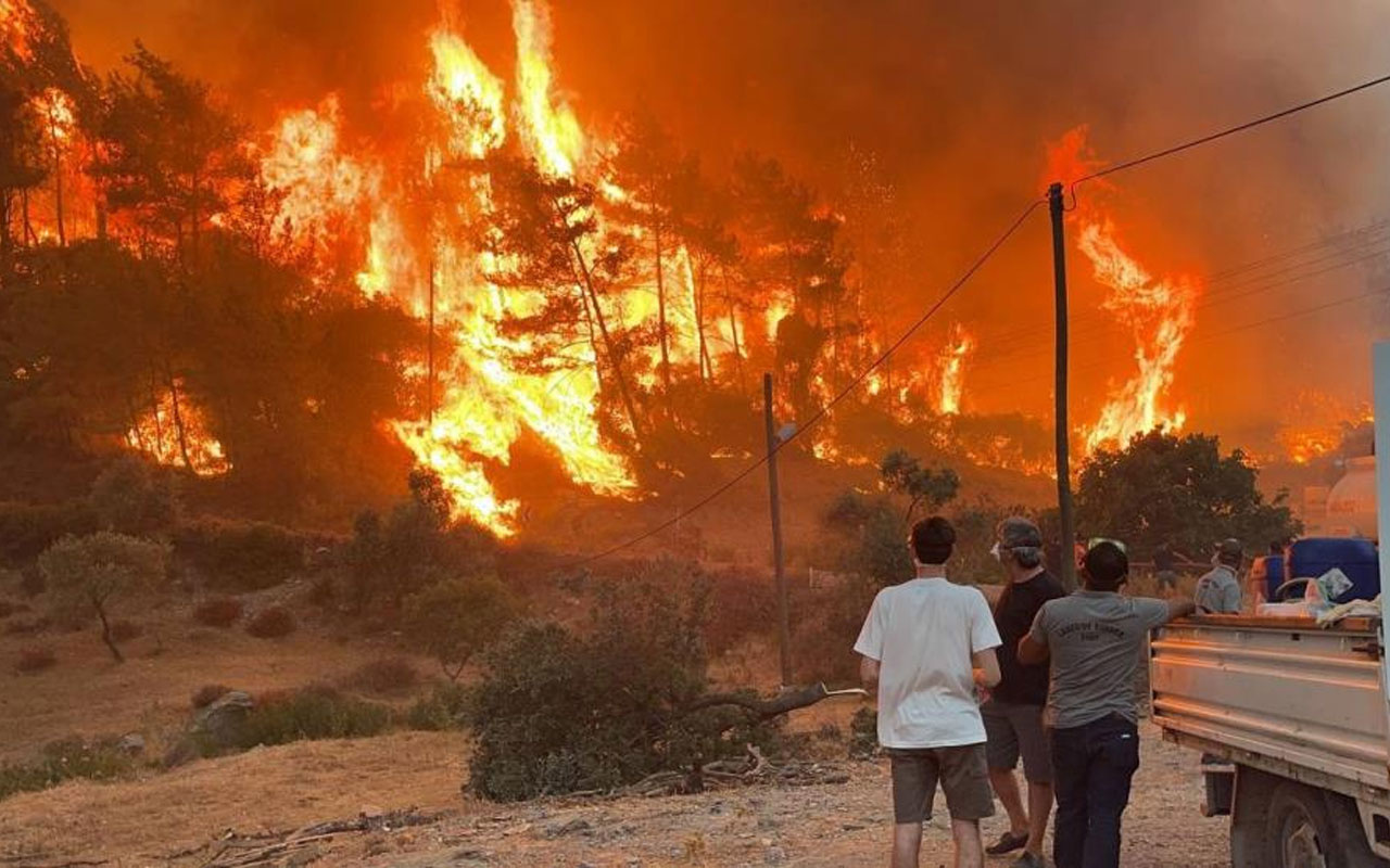 Orman yangınlarındaki yanan ağaçlar satışa çıkarıldı 38 milyon lira gelecek