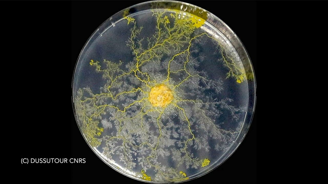 Beyni yok ama problem çözüyor! 720 cinsel organlı 'Blob' uzaya gidiyor