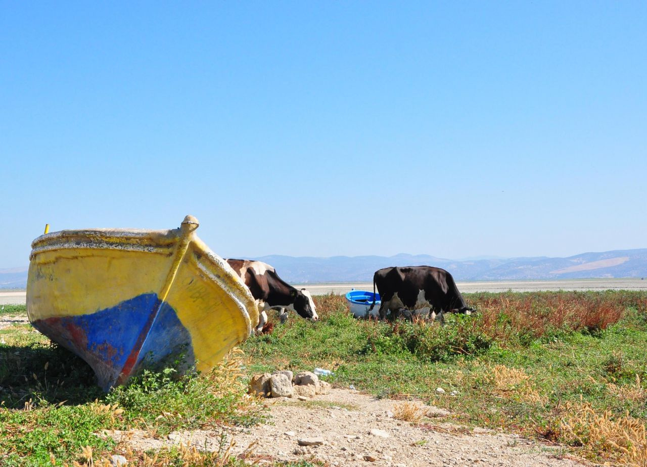 Manisa'da 2 bin kişinin geçimini sağlayan Marmara Gölü kurudu artık inekler otluyor