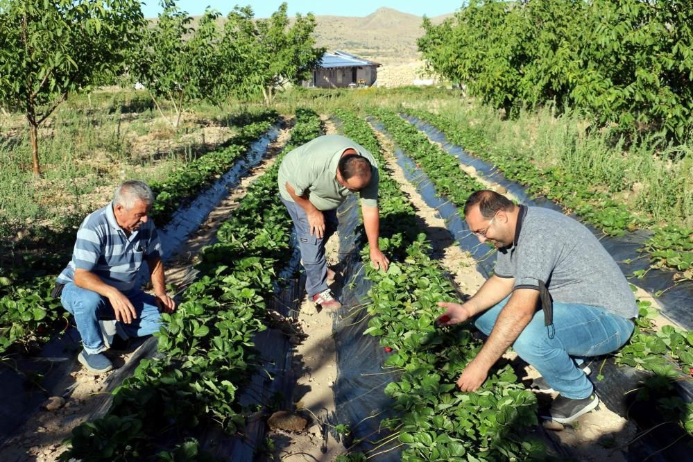 İstifa edip köye döndü! Nevşehir'de yılda 7 ton çilek üretiyor isteyen bir ay bekliyor