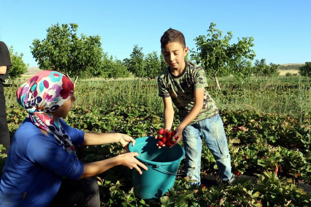 İstifa edip köye döndü! Nevşehir'de yılda 7 ton çilek üretiyor isteyen bir ay bekliyor