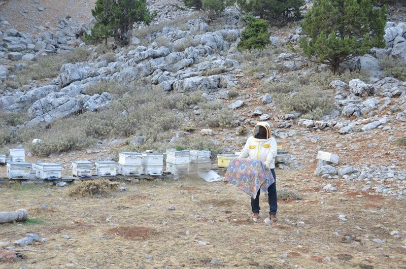 Antalya Akseki'de 2 bin metre yükseklikte kovandan çıkmadan satılıyor