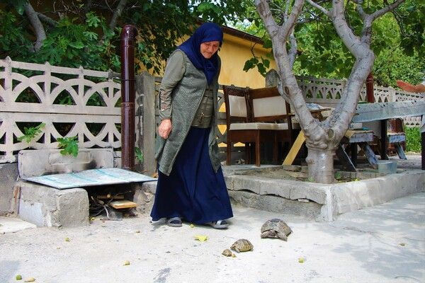 Zekiye teyze kaplumbağa terbiyecisi oldu! Amasya'da görenler şaştı kadı