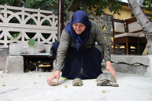 Zekiye teyze kaplumbağa terbiyecisi oldu! Amasya'da görenler şaştı kadı