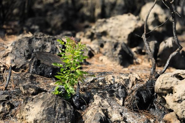 Manavgat'ta yanan orman küllerinden doğuyor! 7 bitki türü filizlendi