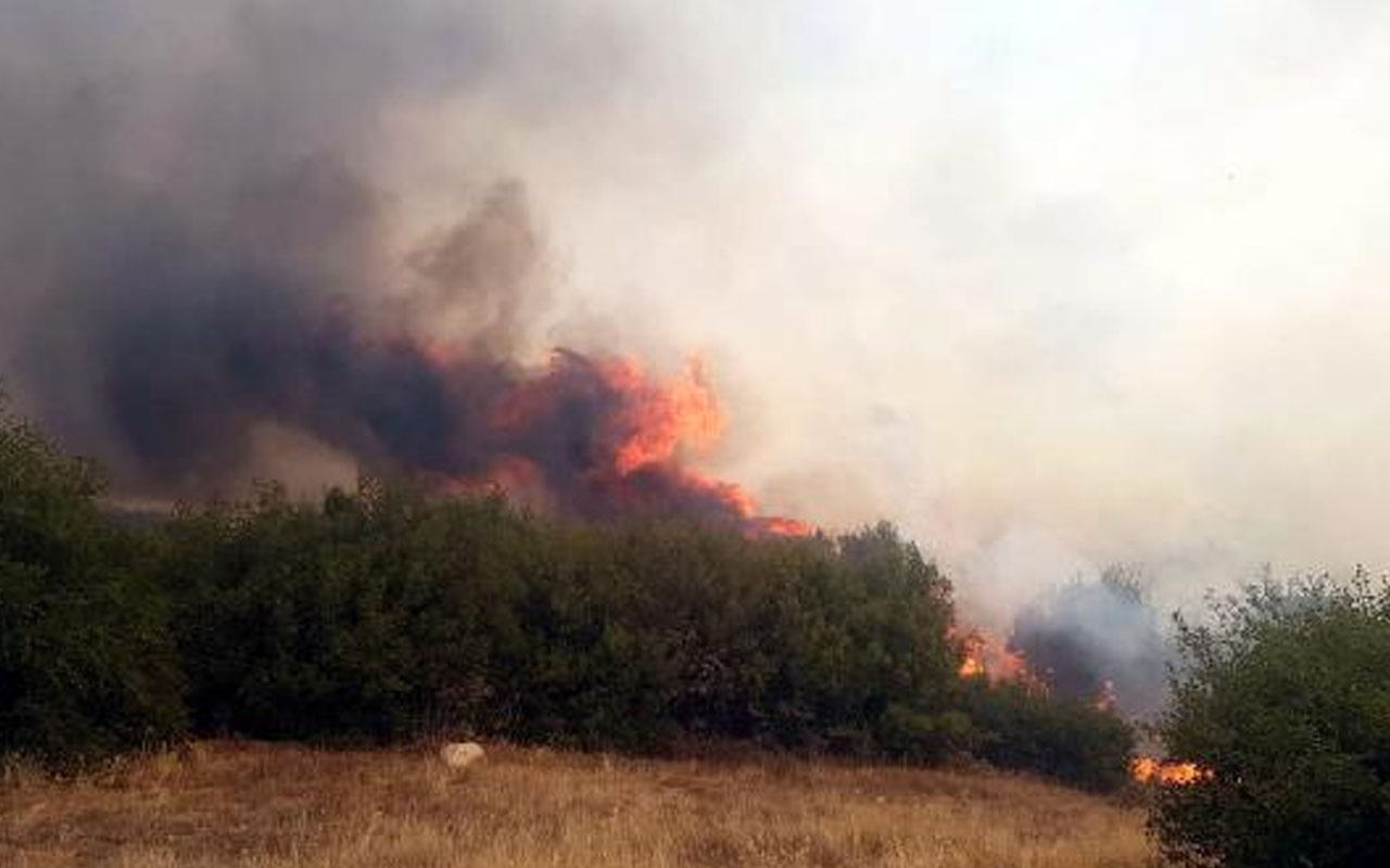 Kula'da makilik yangını ormana sıçradı! Çiftlik boşaltıldı alevler yayılıyor