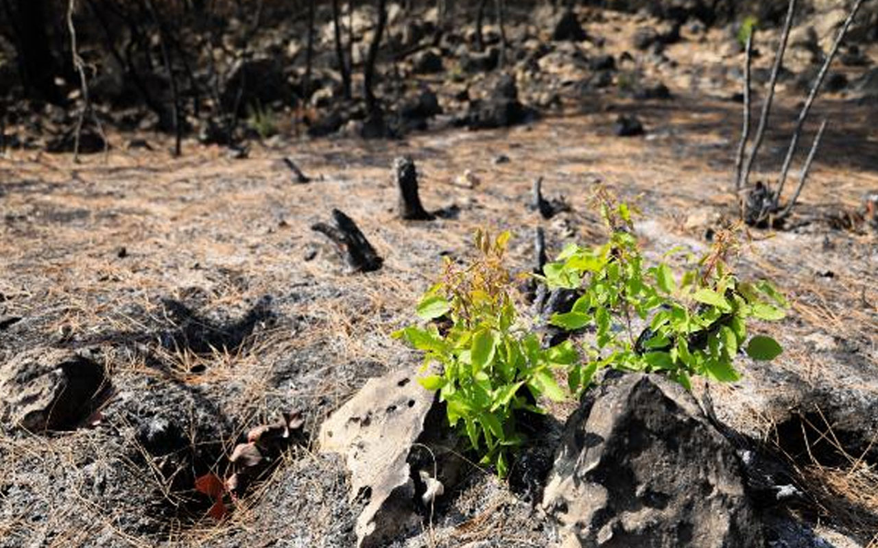 Manavgat'ta yanan orman küllerinden doğuyor! 7 bitki türü filizlendi