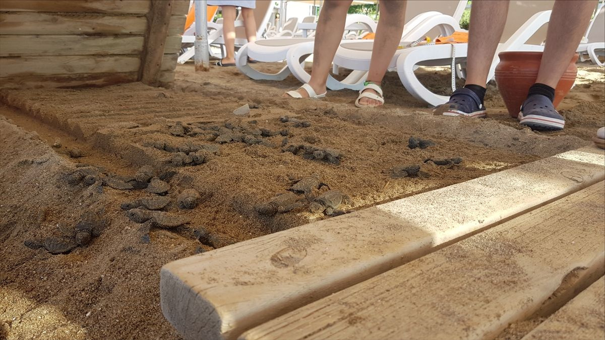 Antalya'da bir otelin ahşap yürüme yoluna sıkışan 60 caretta caretta yavrusu ölü bulundu