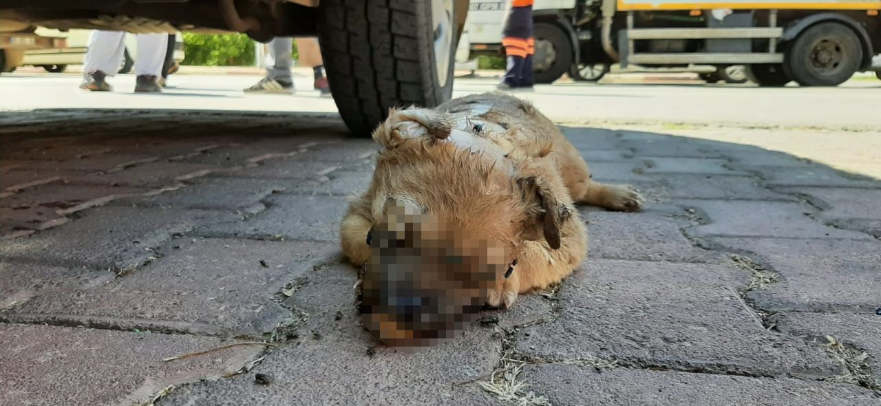 Zehirlenip yakılarak öldürüldüler! Antalya'da yavru köpeklere yapılan vahşet