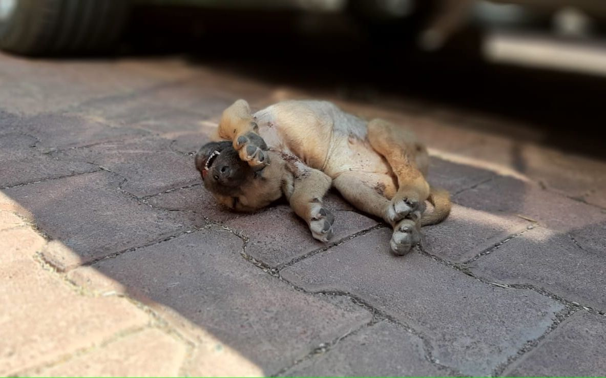 Zehirlenip yakılarak öldürüldüler! Antalya'da yavru köpeklere yapılan vahşet