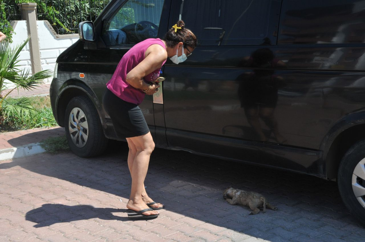 Zehirlenip yakılarak öldürüldüler! Antalya'da yavru köpeklere yapılan vahşet