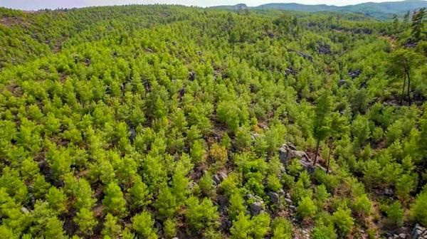 5 gün boyunca sürmüştü! Manavgat'ta 13 yıl önce yanan orman yeşillendi