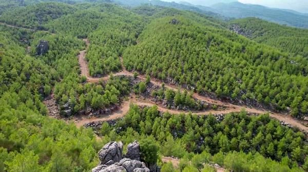 5 gün boyunca sürmüştü! Manavgat'ta 13 yıl önce yanan orman yeşillendi