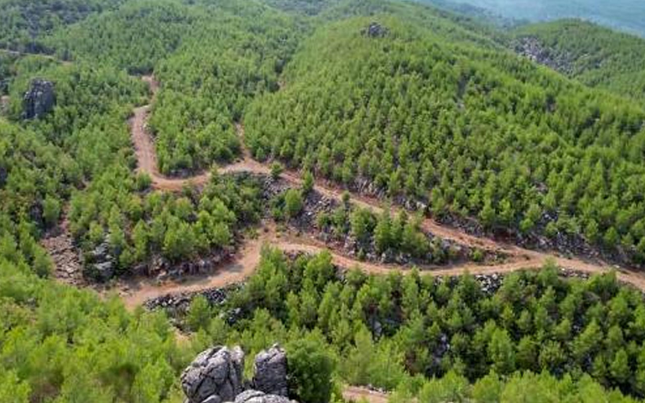 5 gün boyunca sürmüştü! Manavgat'ta 13 yıl önce yanan orman yeşillendi