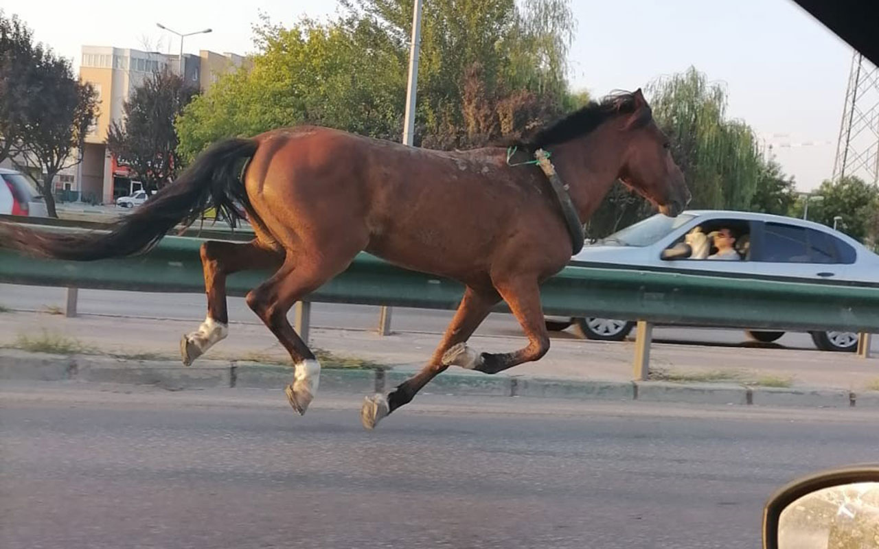 Bursa’da başıboş at ana yolda trafiği altüst etti! Tam 10 kilometre koştu