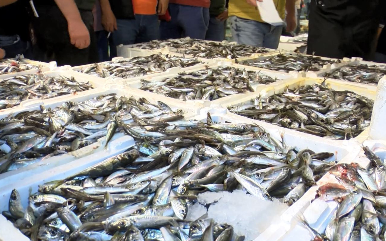 Gürpınar'da ilk balık mezatı gerçekleşti! İşte tezgahta hamsi, istavrit fiyatları!