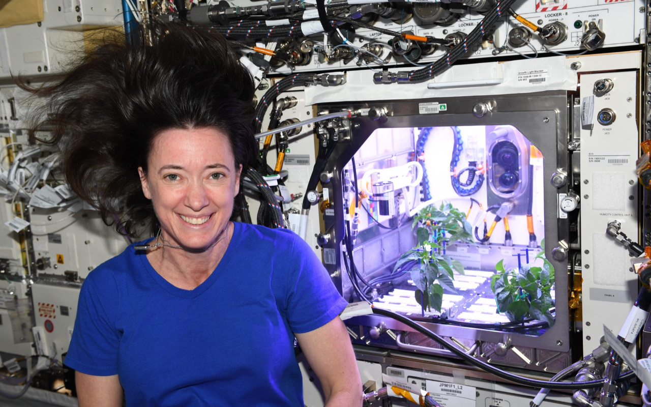 Uzayda biber fideleri çiçek açtı! Astronotlar kendi yiyeceklerini yetiştirebilecek