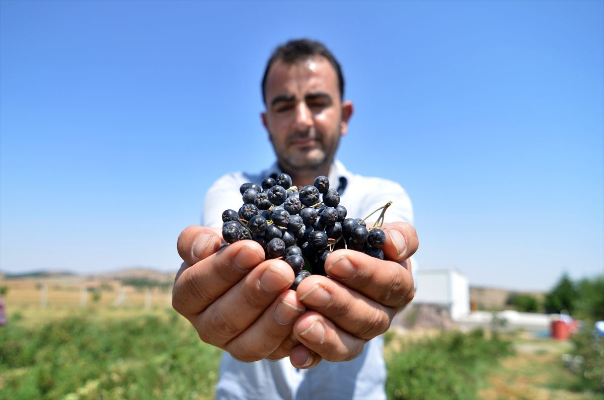 'Süper meyve' kanseri öldürüyor! Eşi için yurt dışından getirdi Konya'da talep patladı
