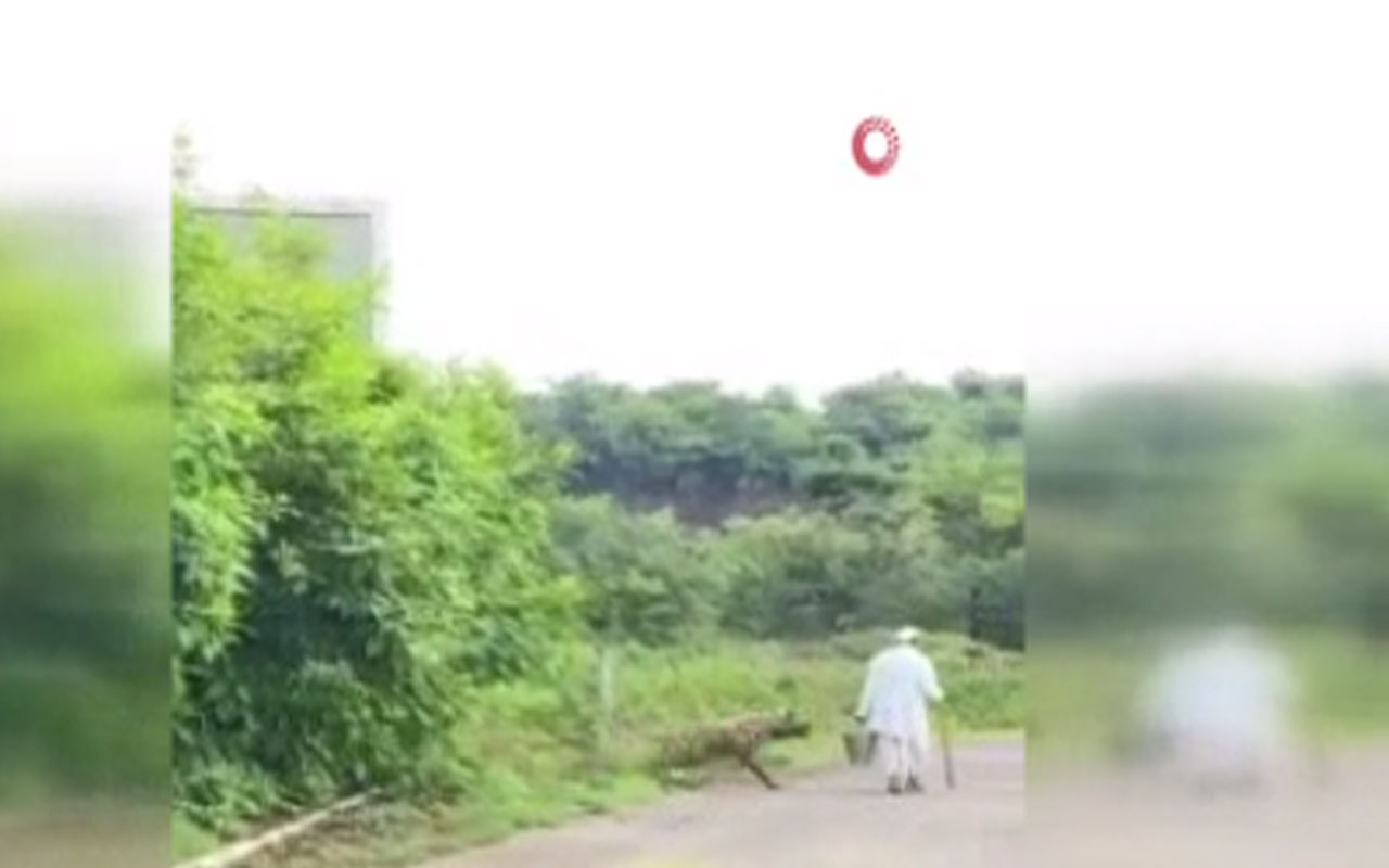 Hindistan’da dehşet anları! Yolda yürüyen yaşlı adama sırtlan saldırdı