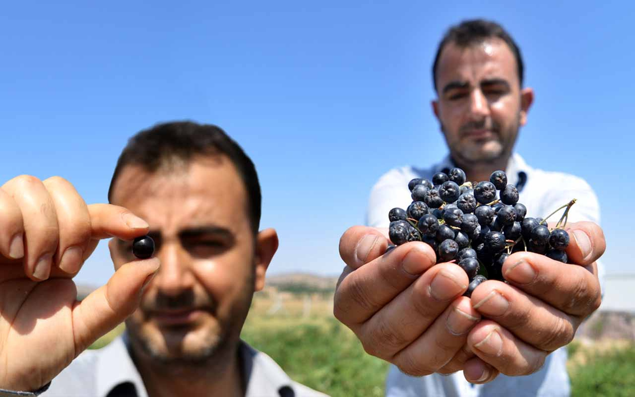 'Süper meyve' kanseri öldürüyor! Eşi için yurt dışından getirdi Konya'da talep patladı