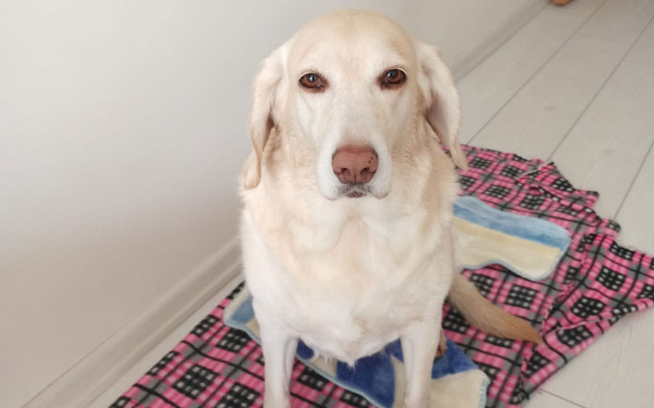 Zonguldak'ta golden cinsi köpeğin idrar kesesinden çıktı veteriner hekim inanamadı