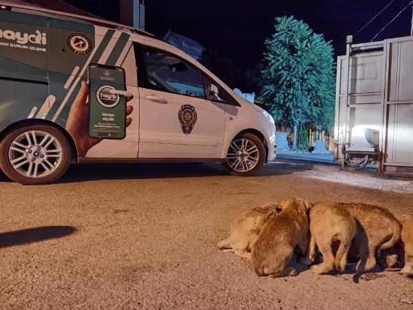 6 yavru köpeği torbaya koyup nehir kenarına attılar