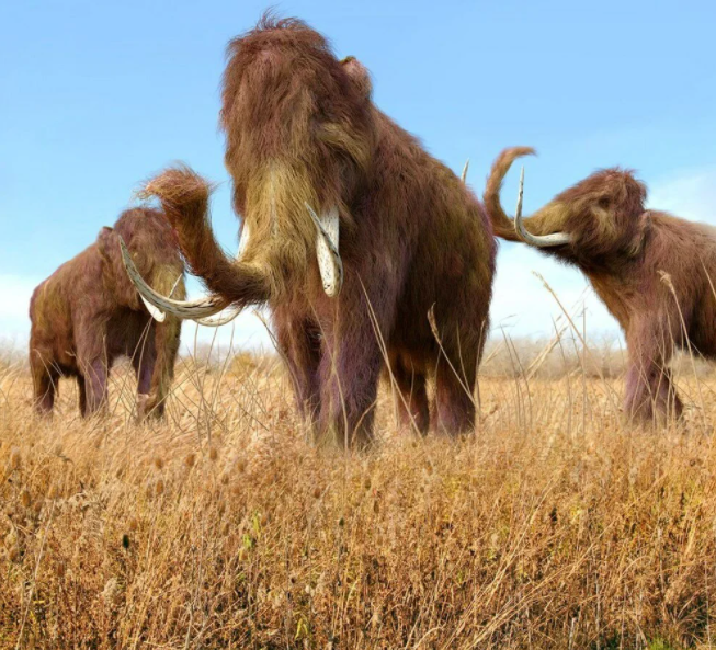 Nesli tükenen yünlü mamutlar yeniden doğacak! Küresel ısınmaya karşı adım atıldı