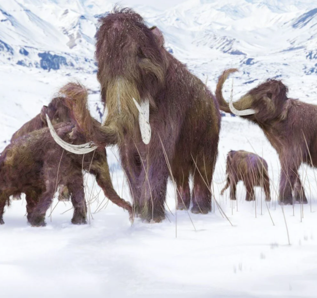 Nesli tükenen yünlü mamutlar yeniden doğacak! Küresel ısınmaya karşı adım atıldı