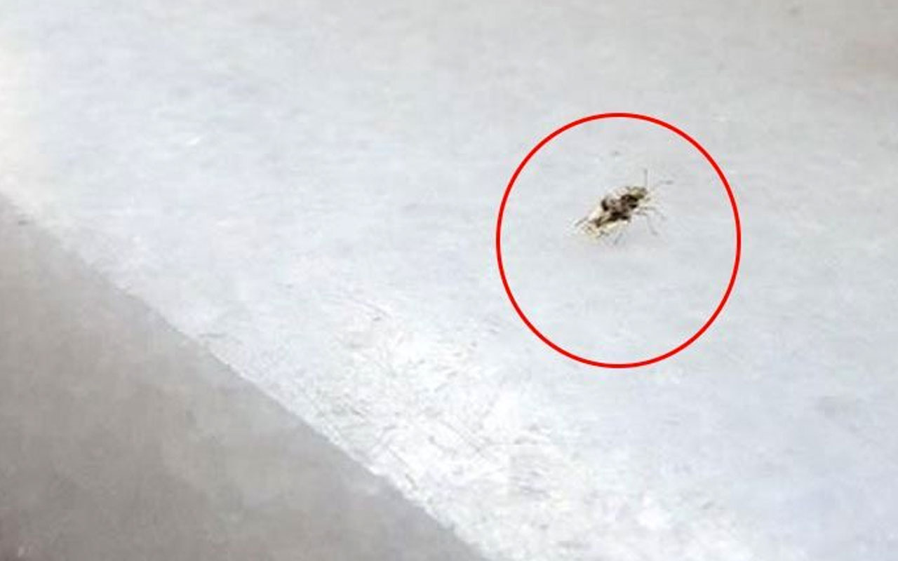 Korkutan gelişme! İstanbul'da dantel böcek istilası baş gösterdi