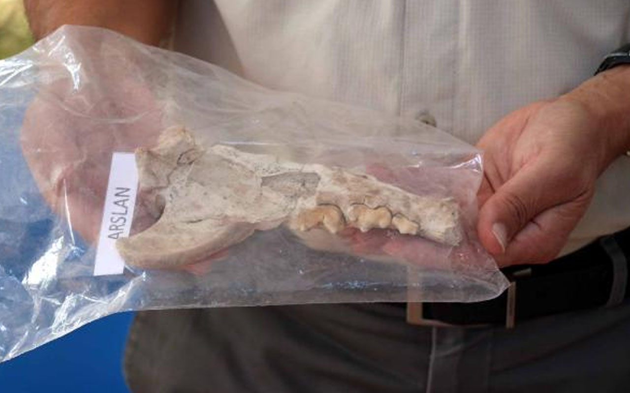Kayseri'de kazı çalışmalarında bulundu! 4 bin yıl öncesine ait aslan kemiği