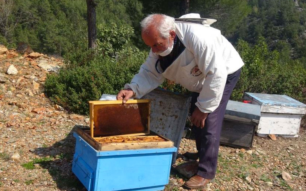 Mersin'de eşek arılarını öldürmek isterken kendi canından oldu