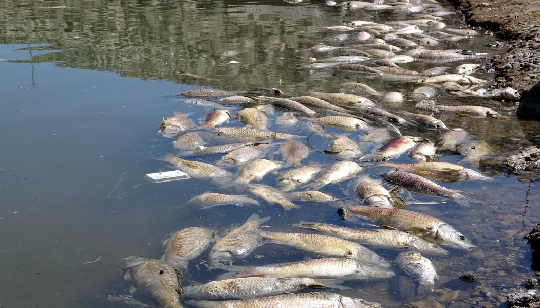Van Koçköprü Baraj Gölü'nde korkutan görüntü! Balık ölümlerinin nedeni belli oldu