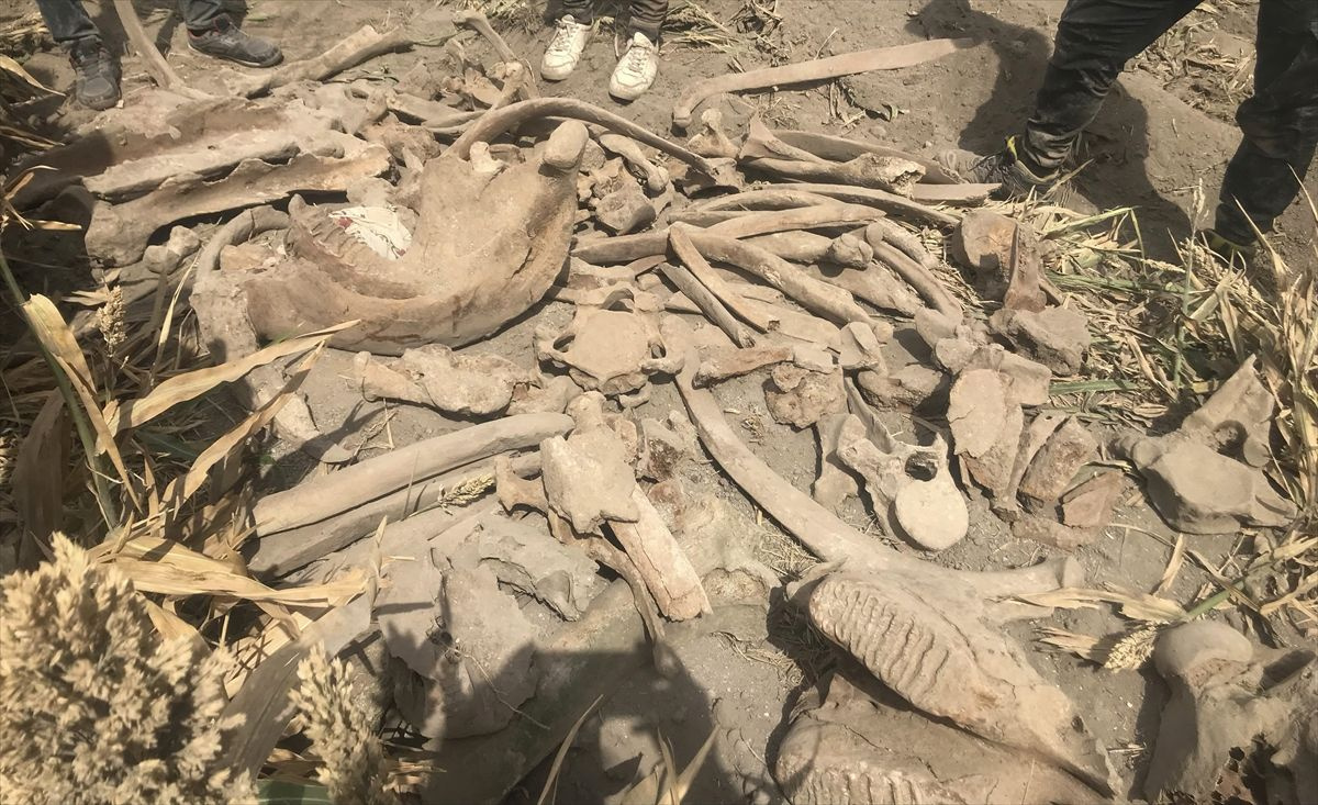 Kahramanmaraş'ta 3500 yaşında fil fosili bulundu! Tarlayı sürerken pulluğa takıldı