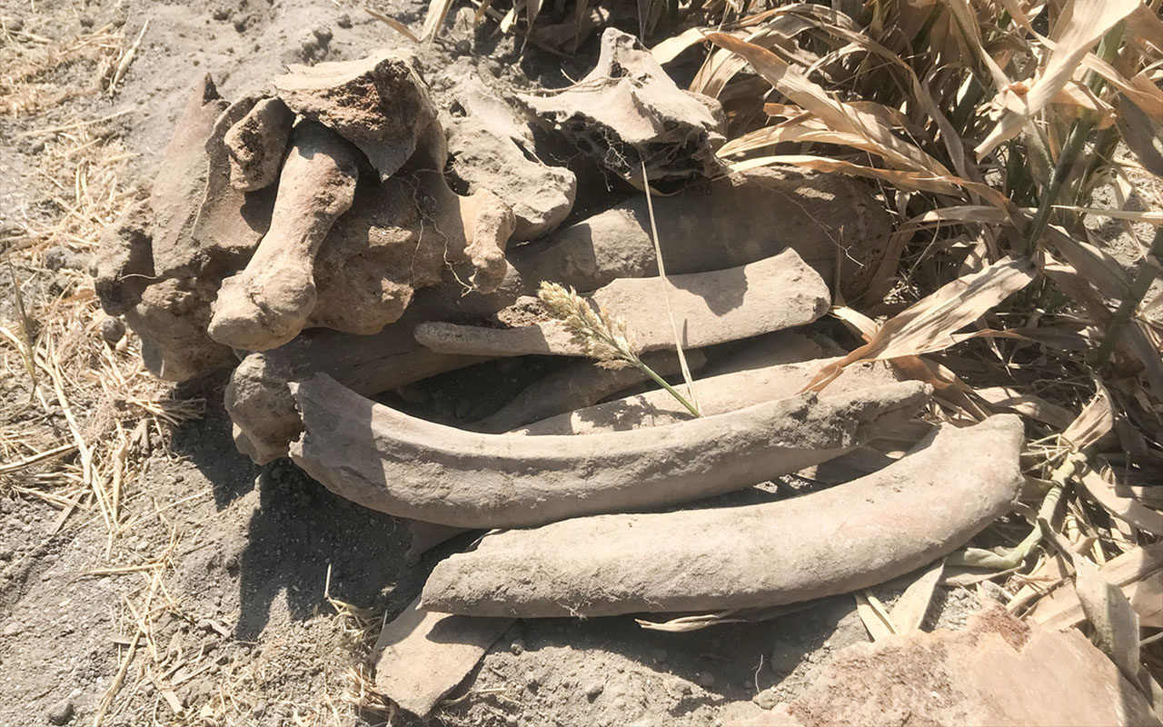 Kahramanmaraş'ta 3500 yaşında fil fosili bulundu! Tarlayı sürerken pulluğa takıldı
