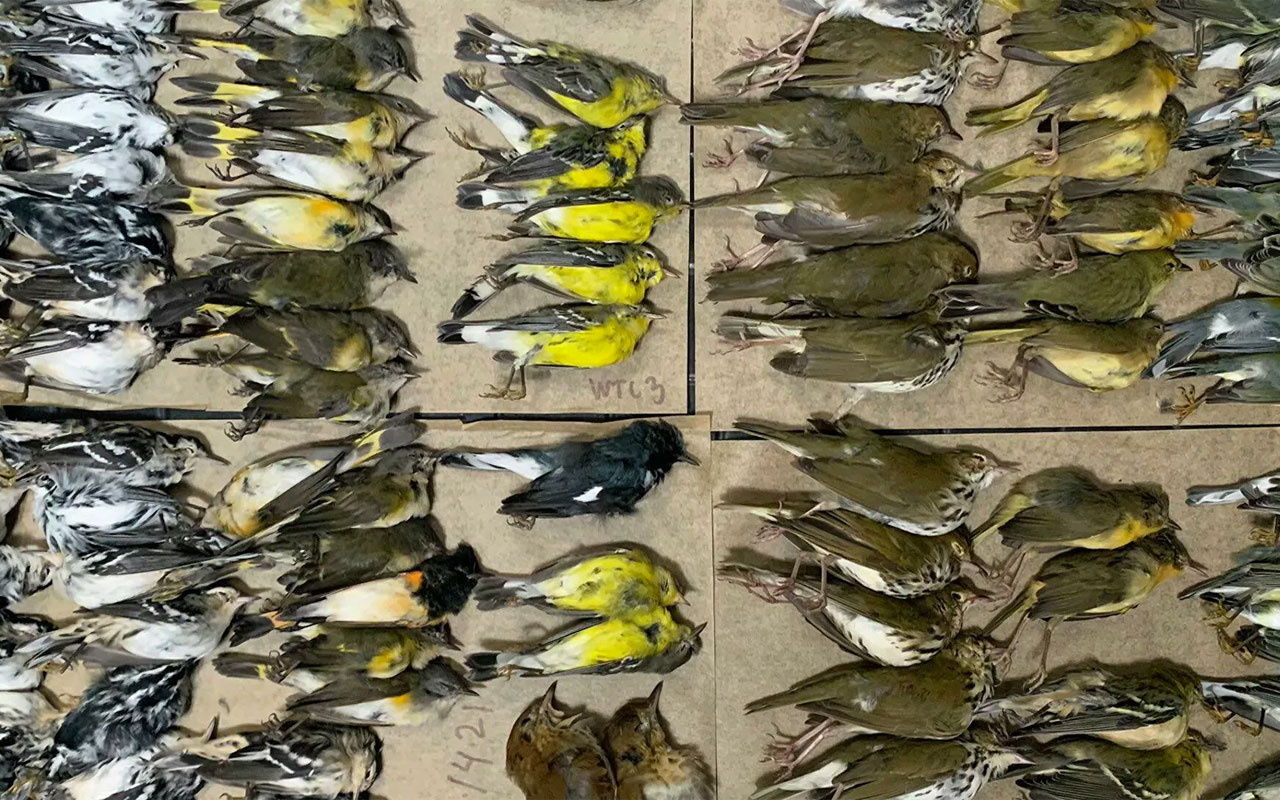 Göç etmek isteyen yüzlerce kuş New York gökdelenlerine çarparak öldü
