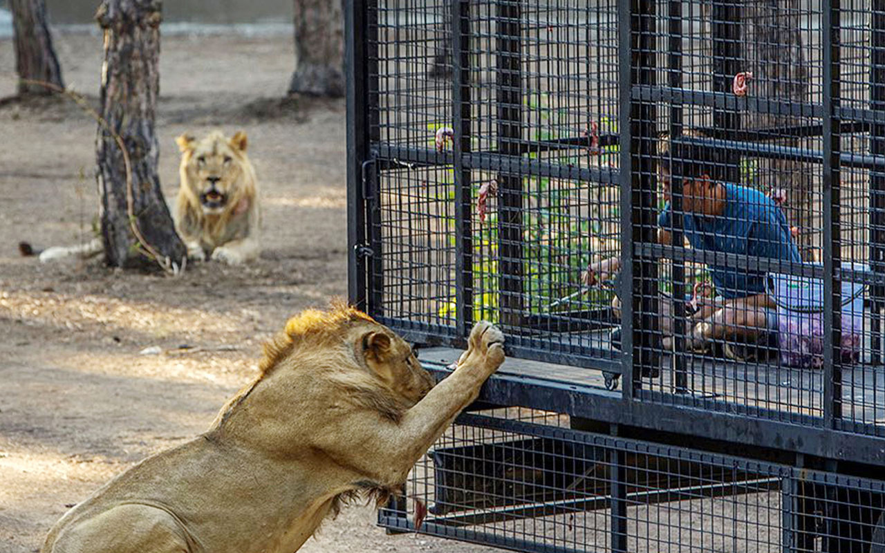 Antalya'da aslan safarisi olay oldu telli kamyonetle aslan safarisine tepki